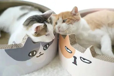 Katė nulio valdybos apvalus lizdas žaislas šlifavimo kačių nagai